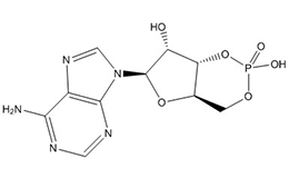 Adenosine 3',5'-cyclic monophosphate